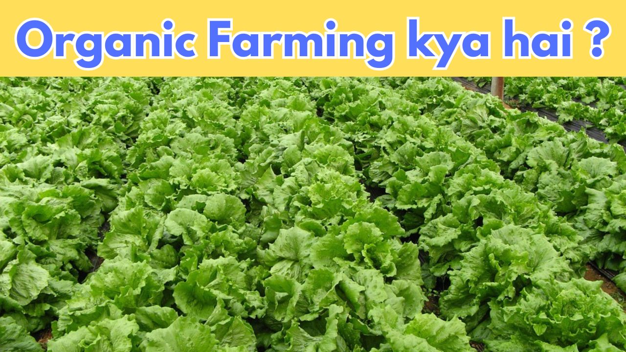 Organic Farming kya hai
